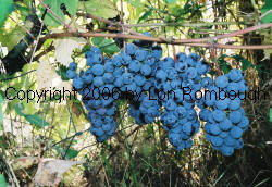 Steuben Grapes 1