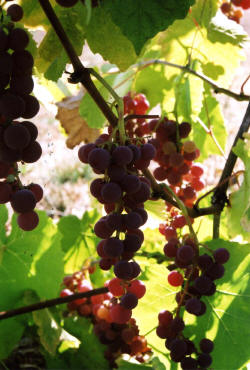 Suffolk Red Grapes 2