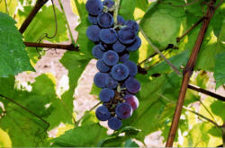 Swenson Red Grapes 1