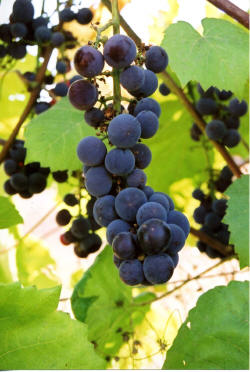 Swenson Red Grapes 2