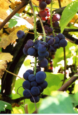 Swenson Red Grapes 3