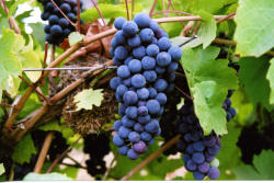 VeePie Grapes 1