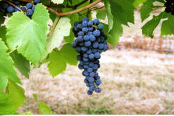 VeePie Grapes 2
