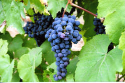 VeePie Grapes 3