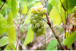 Venture Grapes 1