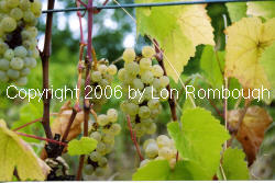Ventura Grapes 3