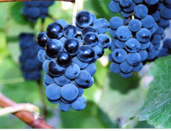 Venus Grapes 1