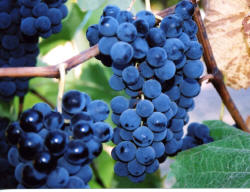 Venus Grapes 2