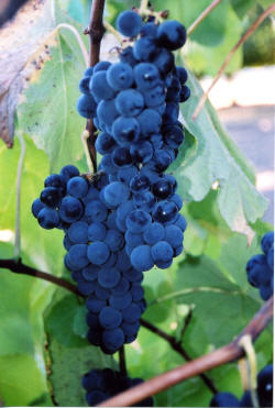 Venus Grapes 3