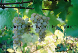 Verdelet Grapes 1