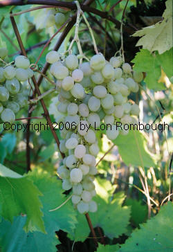 Verdelet Grapes 2