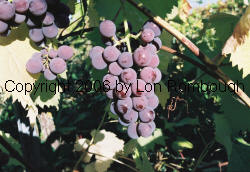 Yates Grapes 1