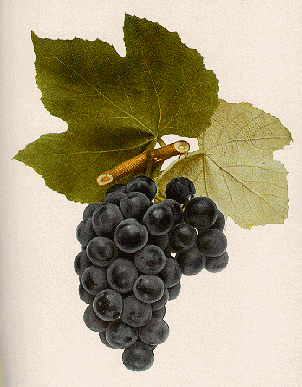 grapes