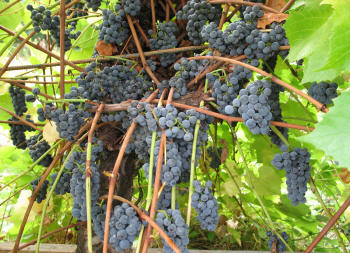 valiant grapes riparia